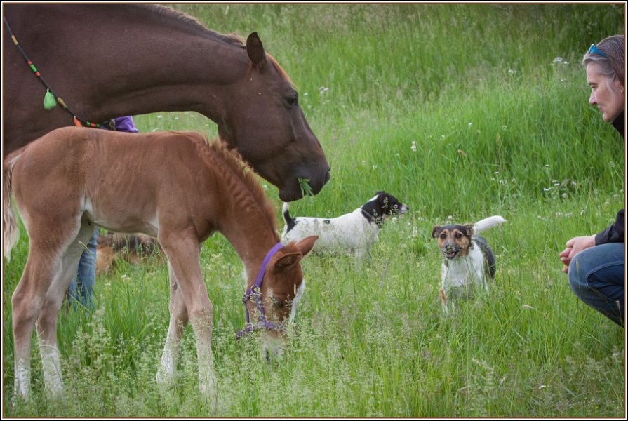 Asbach Fohlenshow 2014 038